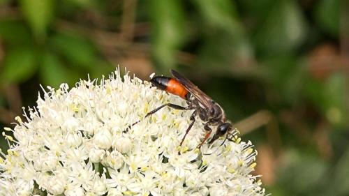 Réf. 326 009 : Sphex funerarius